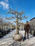 Gieser Wildeman Nr. 70.7 - Afbeelding 2