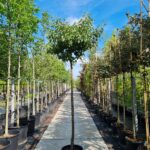 Gieser Wildeman Nr. 72.1