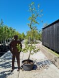 Golden Delicious Nr. 370 - Afbeelding 2