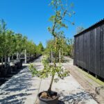 Golden Delicious Nr. 370