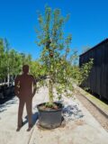 Golden Delicious Nr. 370.2 - Afbeelding 2
