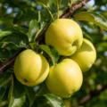 Golden Delicious Nr. 370 - Afbeelding 3