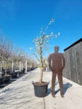 Jubileum Nr. 850 - Afbeelding 2