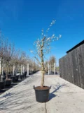 Jubileum Nr. 850