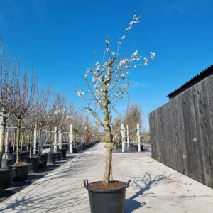 Jubileum Nr. 850