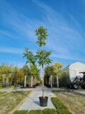 Juglans Regia 'Coenen' Nr. 1022