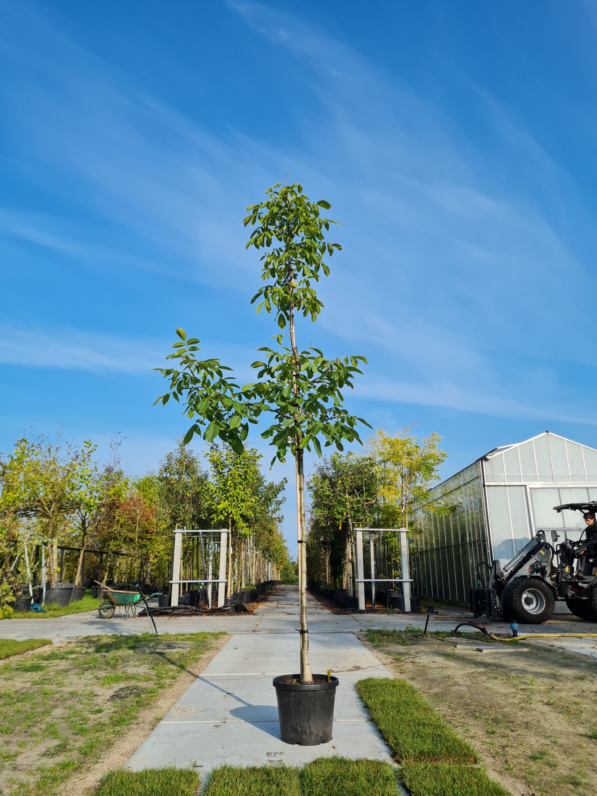 Juglans-Regia-Coenen-scaled-2.jpg Juglans Regia Nr. 1002.8 - Afbeelding 1