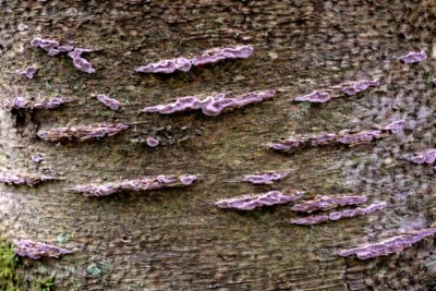 Loodglans pruimenboom