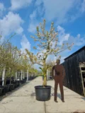 Merchant Nr. 730.1 - Afbeelding 2