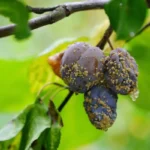 Monilia vruchtrot, pruimenrot