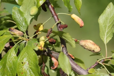 Narrentasje schimmelziekte bij pruimenboom
