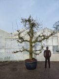 Conference Nr. 50.91 - Afbeelding 2