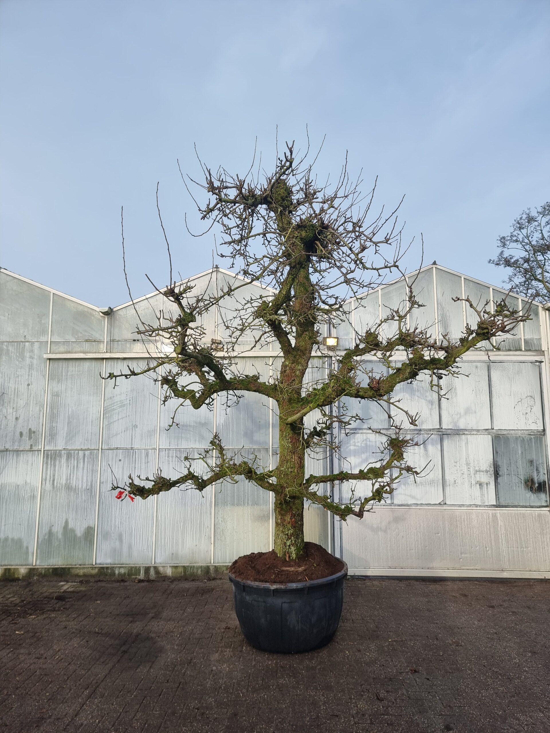 Perenboom-1600-scaled-1.jpg Conference Nr. 50.91 - Afbeelding 1