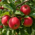 Red Elstar Nr. 322.1 - Afbeelding 3