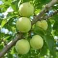 Reine Claude Verte Nr. 880 - Afbeelding 2