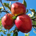 Summerred Nr. 582 - Afbeelding 3