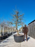 Triomphe de Vienne Nr. 140.3 - Afbeelding 2